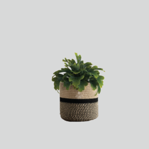 Plant Basket